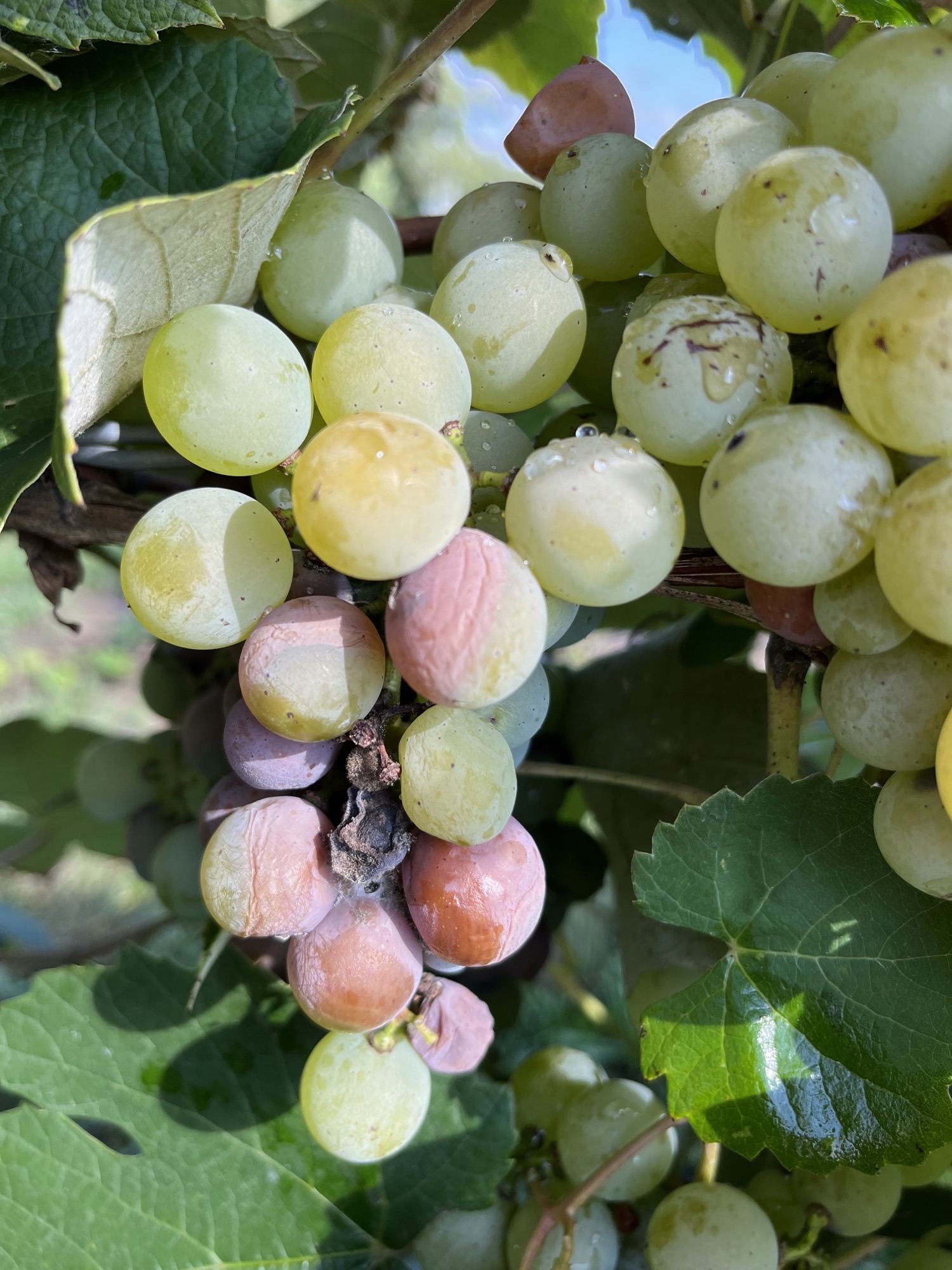 Photo 3. Botrytis bunch rot on grape clusters.